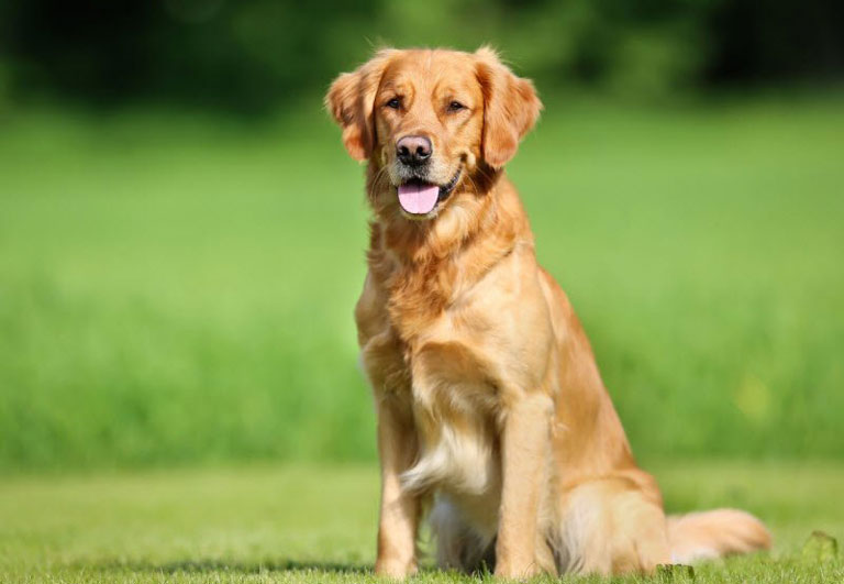 Tử vi ng&agrave;y 17 th&aacute;ng 6 tuổi Tuất