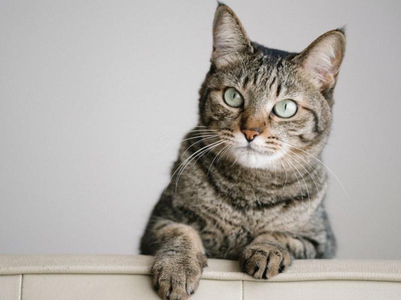 Tuổi tốt th&aacute;ng 7/2023 - Kỷ M&atilde;o