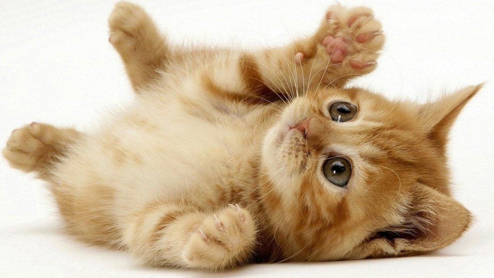 Con số may mắn tuổi M&atilde;o ng&agrave;y 22/6/2023