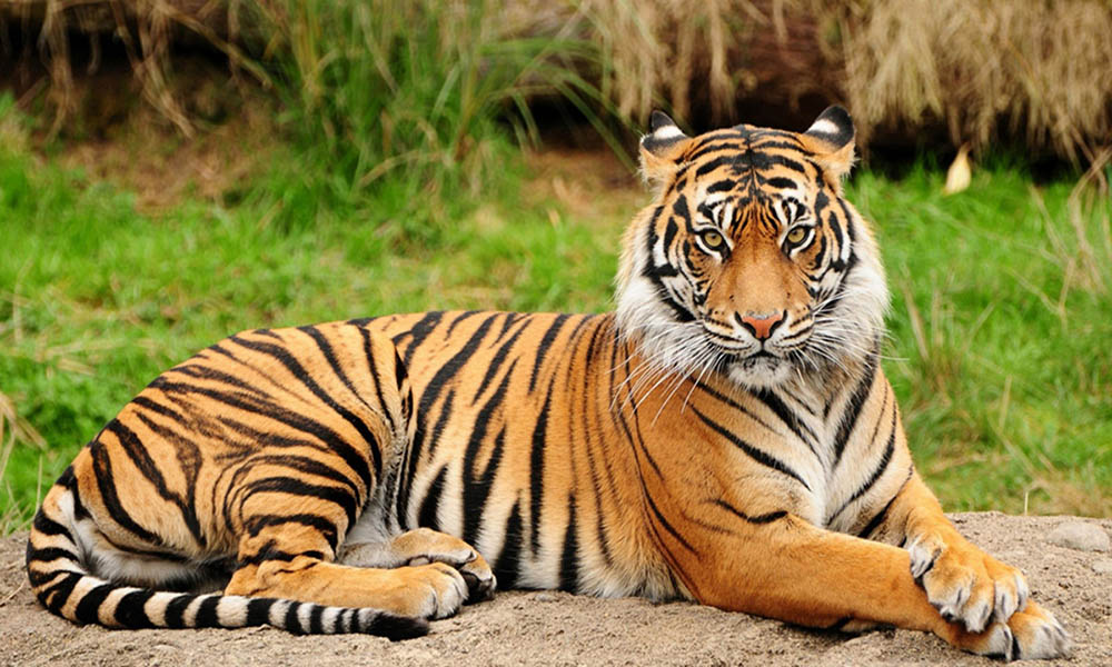 Con số may mắn tuổi Dần ng&agrave;y 2/7/2023