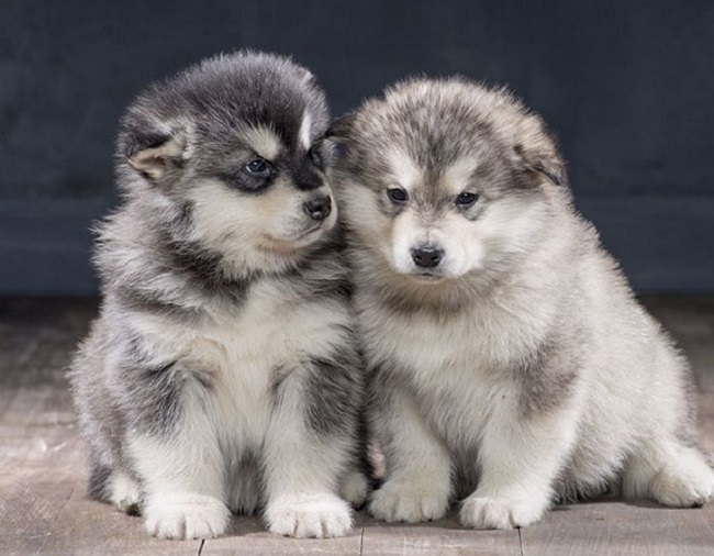 Con số may mắn tuổi Tuất ng&agrave;y 28/6/2023