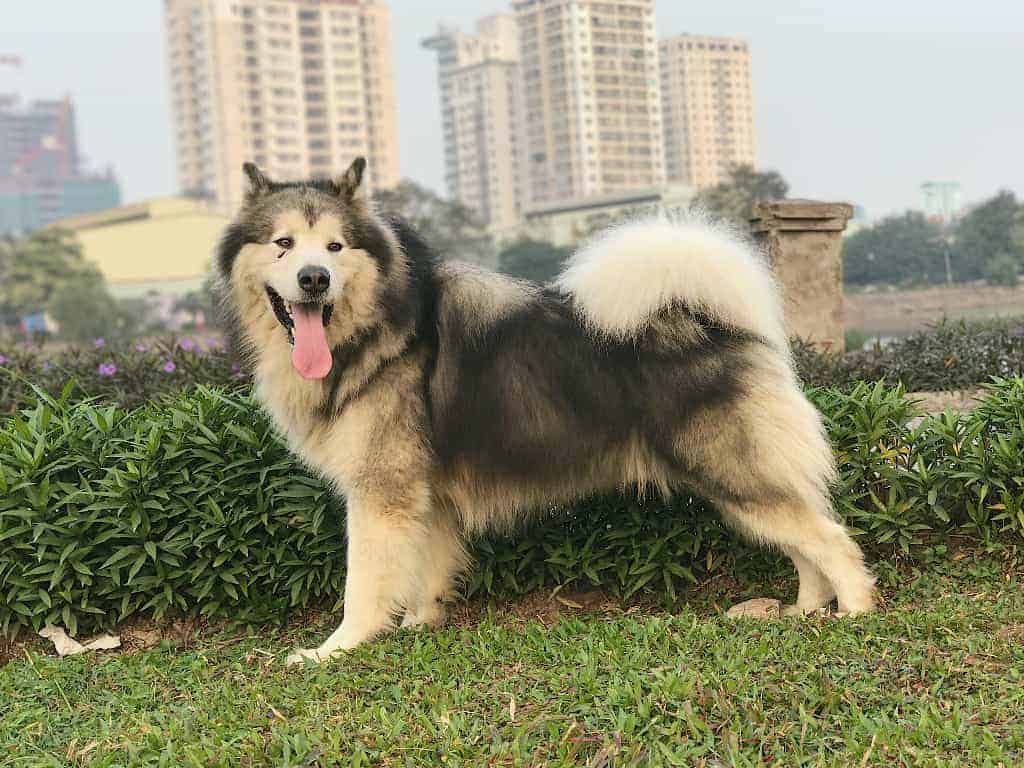 Con số may mắn tuổi Tuất ng&agrave;y 29/6/2023