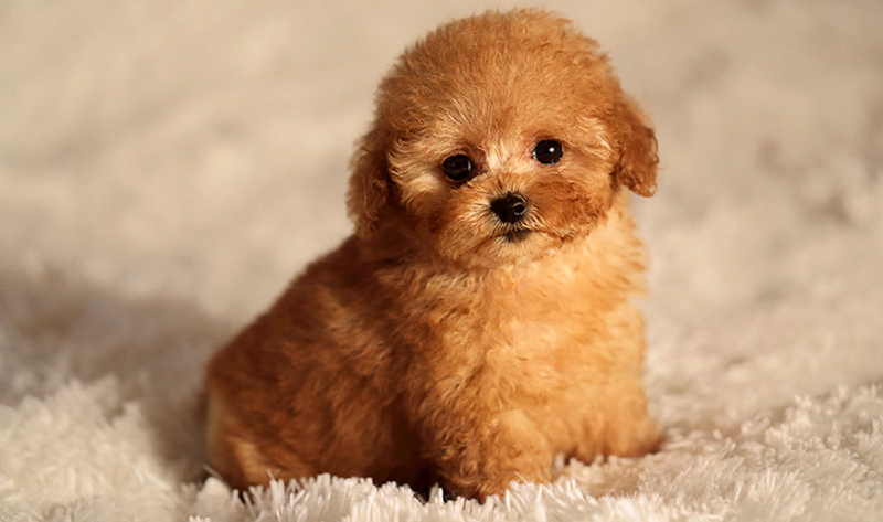 Con số may mắn tuổi Tuất ng&agrave;y 5/7/2023