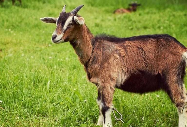 Tử vi ngày 2 tháng 7 tuổi Mùi
