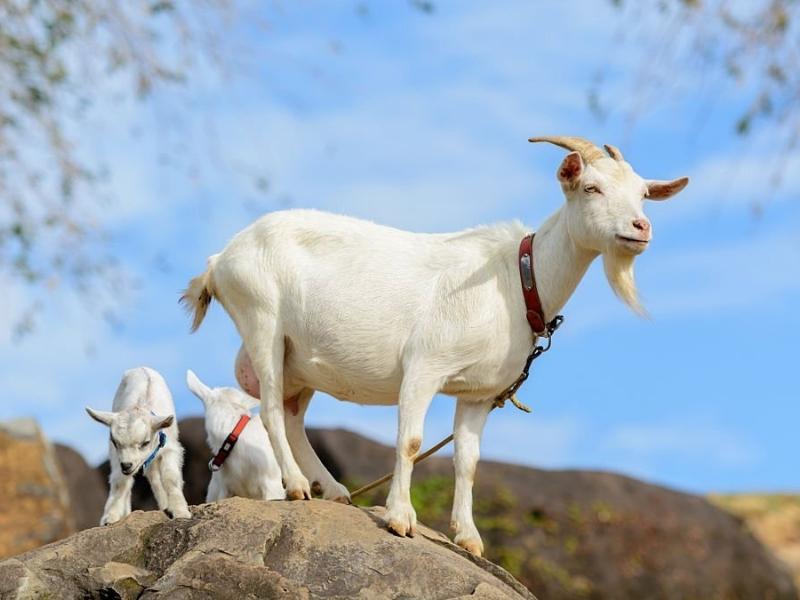 Tử vi ng&agrave;y 4 th&aacute;ng 7 tuổi M&ugrave;i