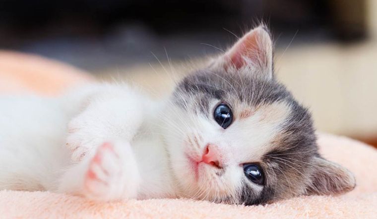 Con số may mắn tuổi M&atilde;o ng&agrave;y 10/7/2023