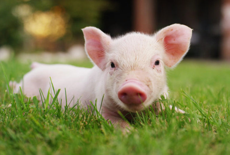 Con số may mắn tuổi Hợi ng&agrave;y 10/7/2023