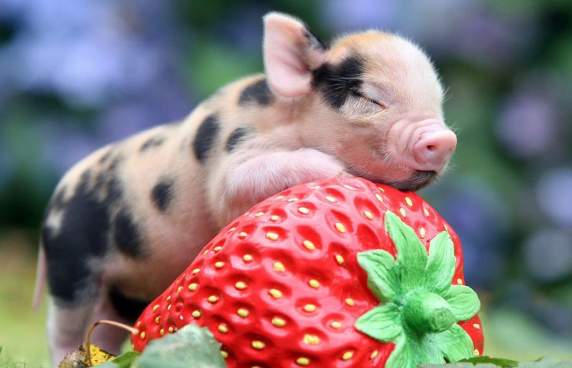 Con số may mắn tuổi Hợi ng&agrave;y 11/7/2023