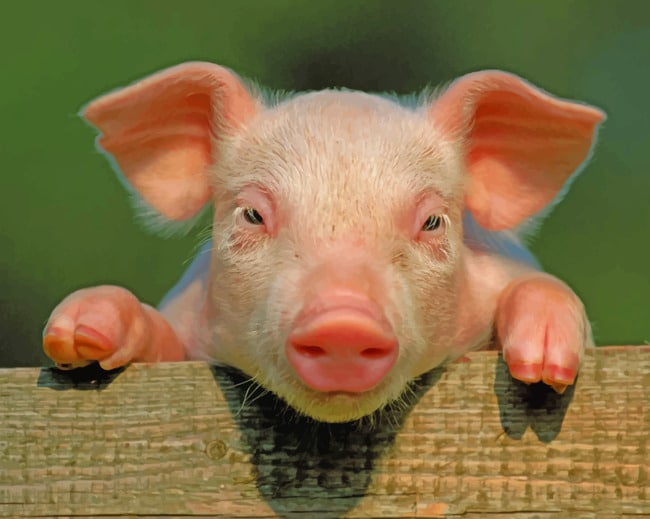 Con số may mắn tuổi Hợi ng&agrave;y 12/7/2023