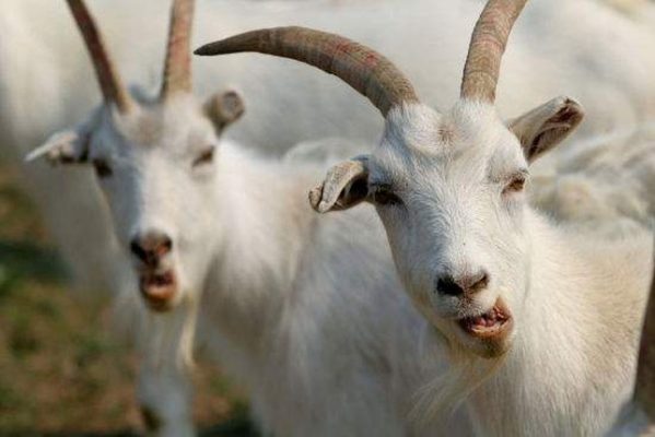Tử vi ngày 10 tháng 7 tuổi Mùi