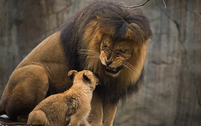 Tử vi ngày 19 tháng 7 cung Sư Tử