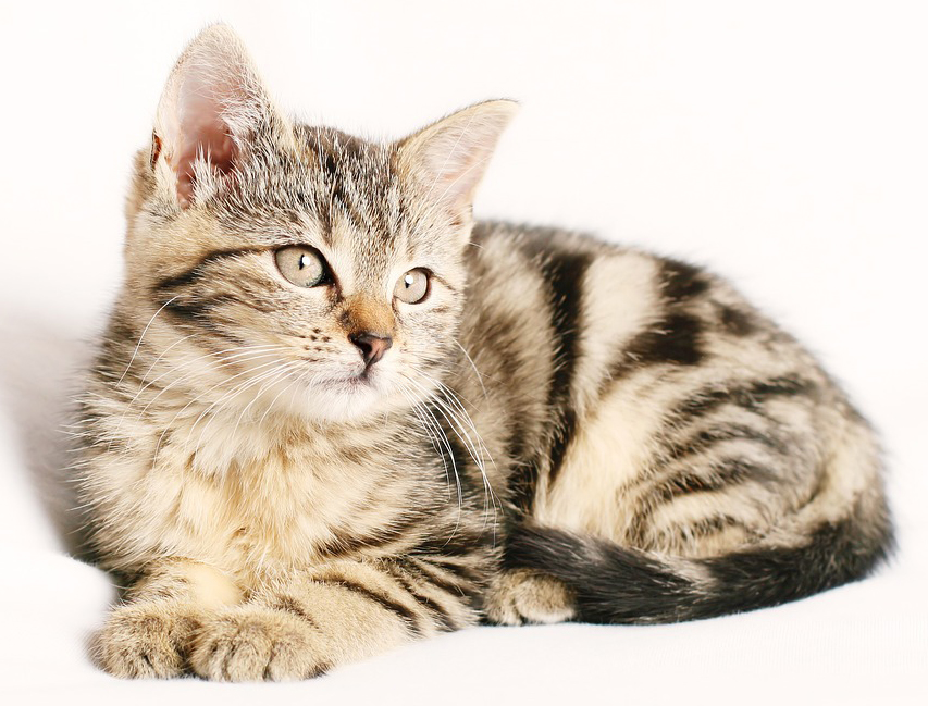 Con số may mắn tuổi M&atilde;o ng&agrave;y 25/7/2023