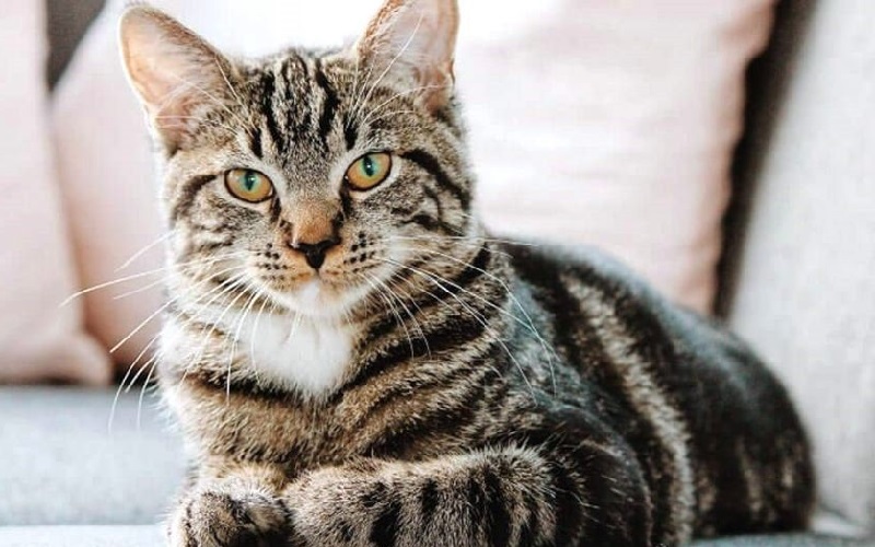 Con số may mắn tuổi M&atilde;o ng&agrave;y 26/7/2023