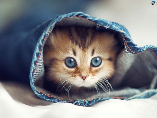 Tử vi ng&agrave;y 25 th&aacute;ng 7 tuổi M&atilde;o