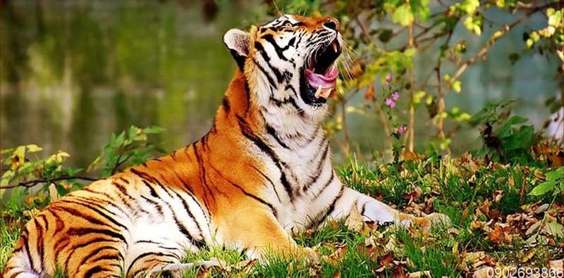 Con số may mắn tuổi Dần ng&agrave;y 28/7/2023