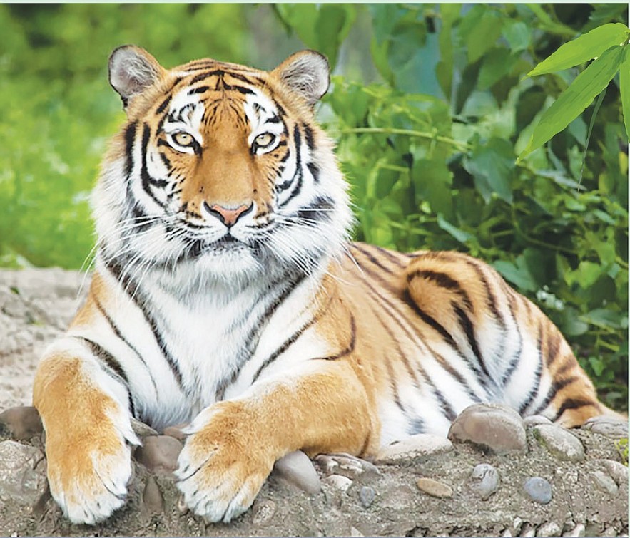 Con số may mắn tuổi Dần ng&agrave;y 30/7/2023