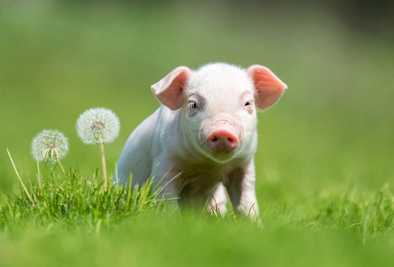 Con số may mắn tuổi Hợi ng&agrave;y 1/8/2023