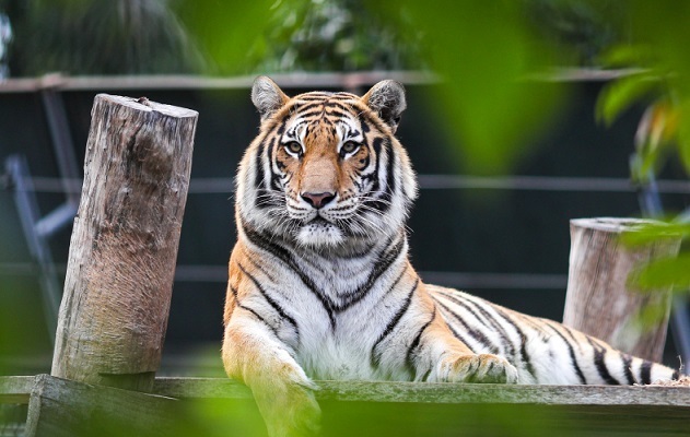 Con số may mắn tuổi Dần ng&agrave;y 4/8/2023