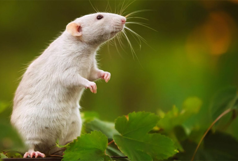 Con số may mắn tuổi T&yacute; ng&agrave;y 10/8/2023