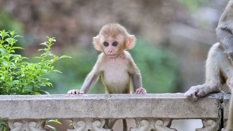 Con số may mắn tuổi Th&acirc;n ng&agrave;y 8/8/2023