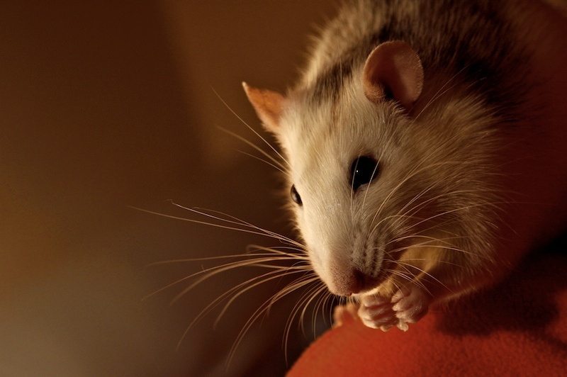 Con số may mắn tuổi T&yacute; ng&agrave;y 9/8/2023