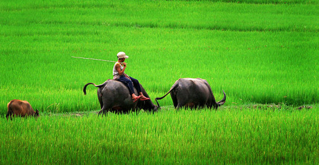 Tử vi ngày 6 tháng 8 tuổi Sửu