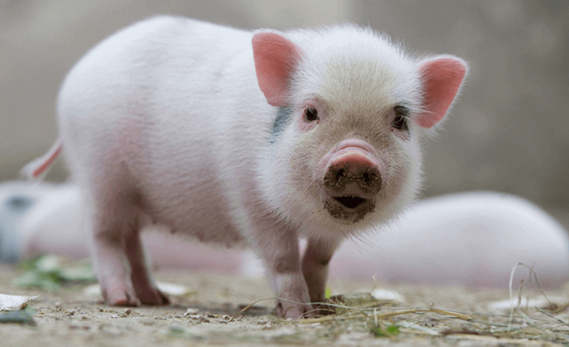 Con số may mắn tuổi Hợi ng&agrave;y 14/8/2023