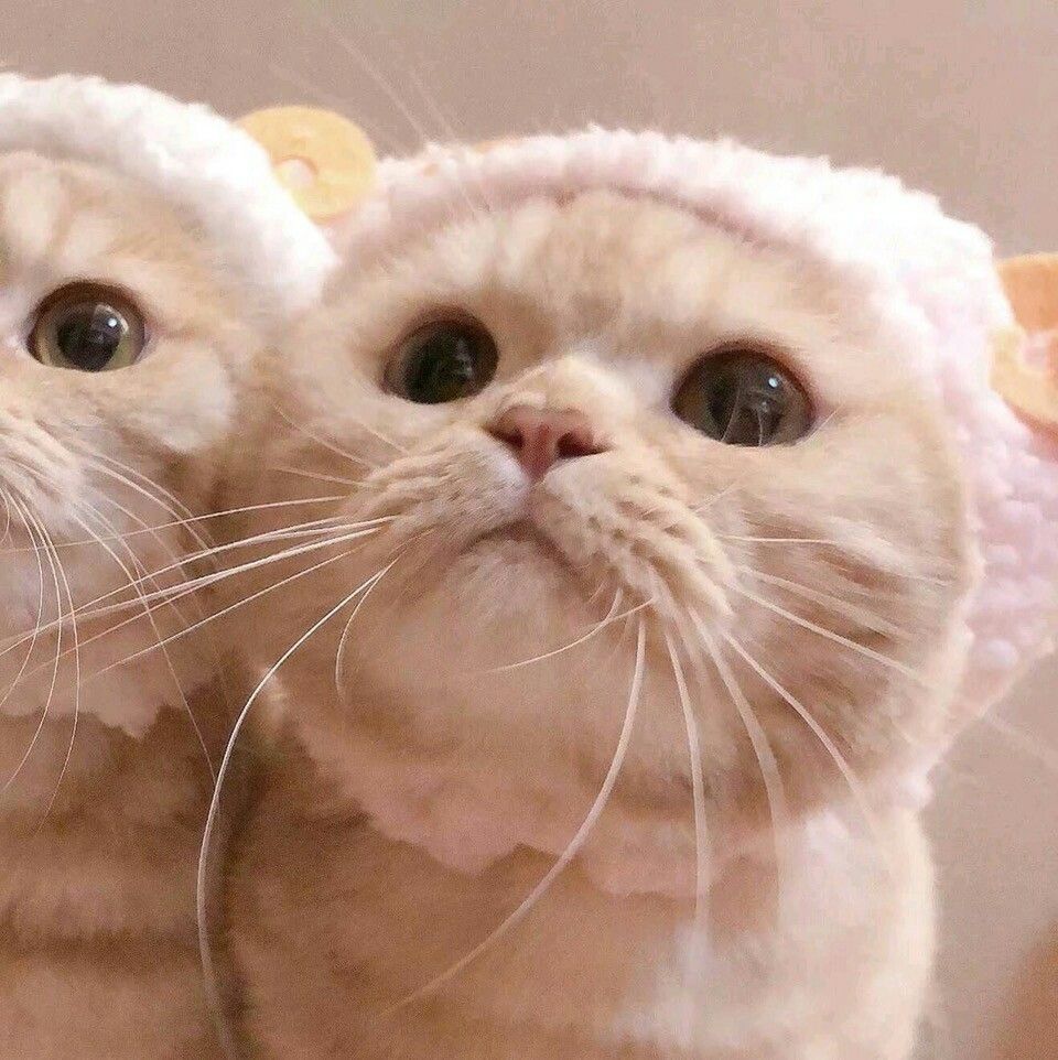 Con số may mắn tuổi M&atilde;o ng&agrave;y 15/8/2023