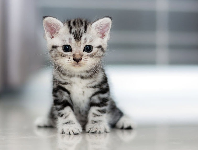 Tử vi tuổi M&atilde;o từ ng&agrave;y 14/8 - 20/8