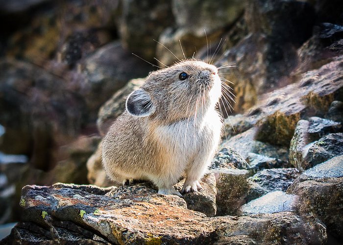 Con số may mắn tuổi T&yacute; ng&agrave;y 17/8/2023