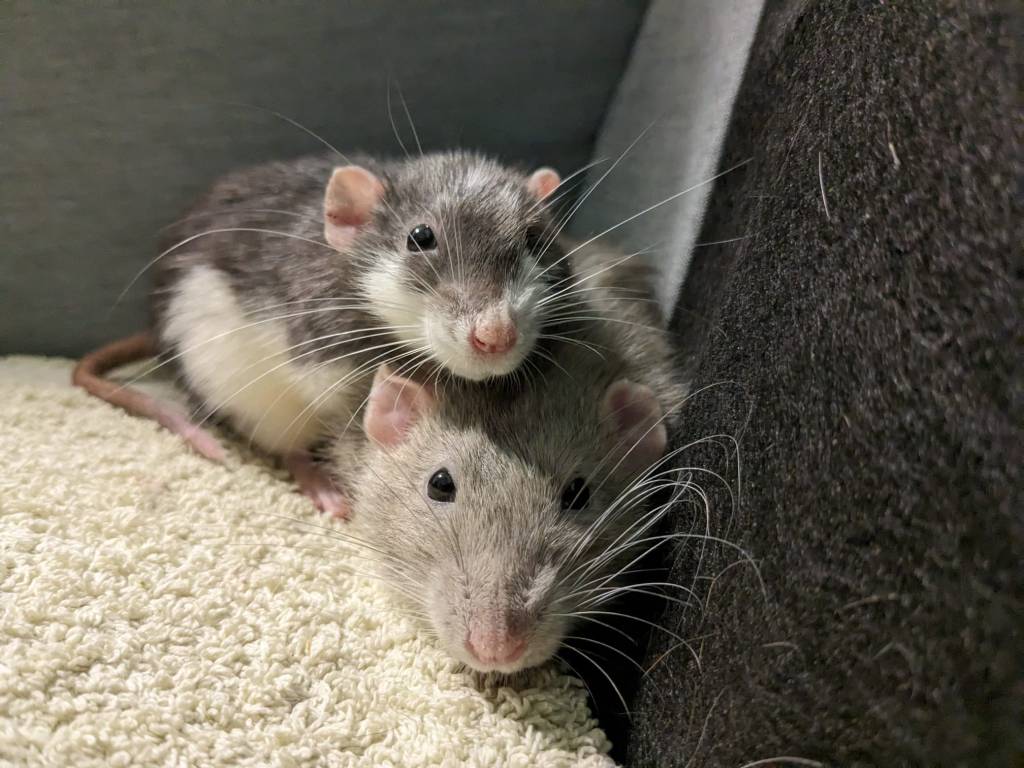 Con số may mắn tuổi T&yacute; ng&agrave;y 19/8/2023