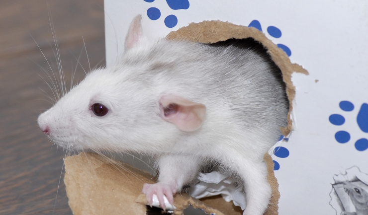 Con số may mắn tuổi T&yacute; ng&agrave;y 20/8/2023