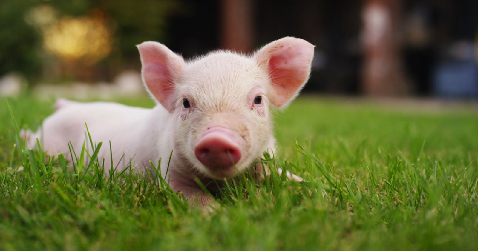 Tuổi Hợi từ ng&agrave;y 21-27/8/2023