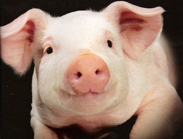 Tử vi ng&agrave;y 22 th&aacute;ng 8 tuổi Hợi