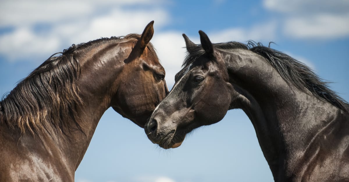 Con số may mắn tuổi Ngọ ng&agrave;y 28/8/2023