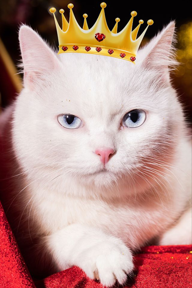 Con số may mắn tuổi M&atilde;o ng&agrave;y 2/9/2023