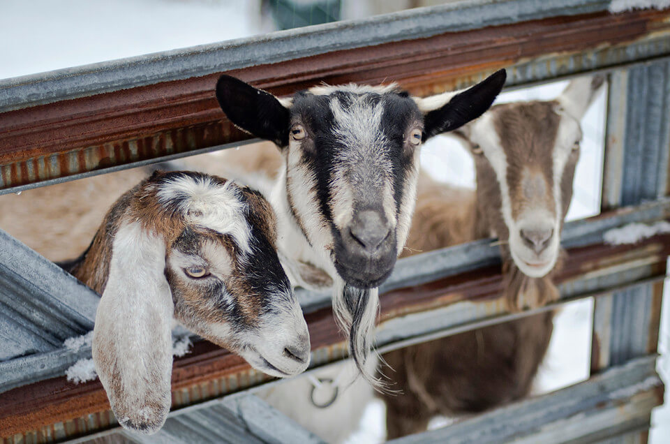 Con số may mắn tuổi M&ugrave;i ng&agrave;y 6/9/2023