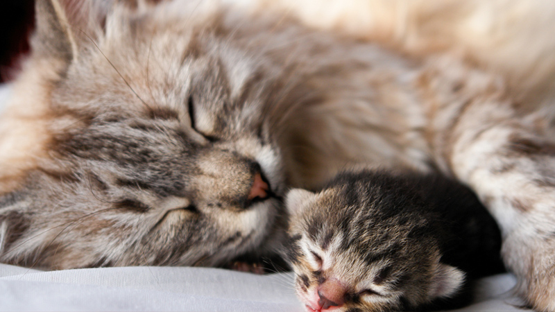 Con số may mắn tuổi M&atilde;o ng&agrave;y 10/9/2023