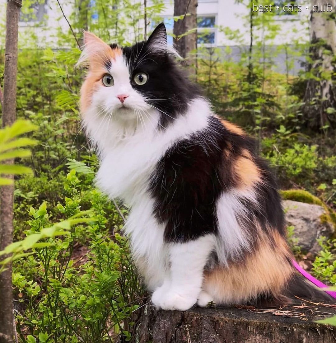 Con số may mắn tuổi M&atilde;o ng&agrave;y 11/9/2023