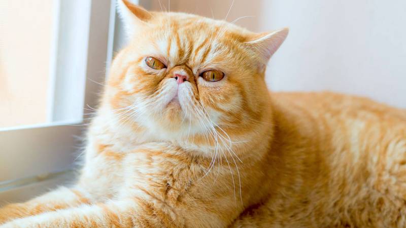 Con số may mắn tuổi M&atilde;o ng&agrave;y 8/9/2023