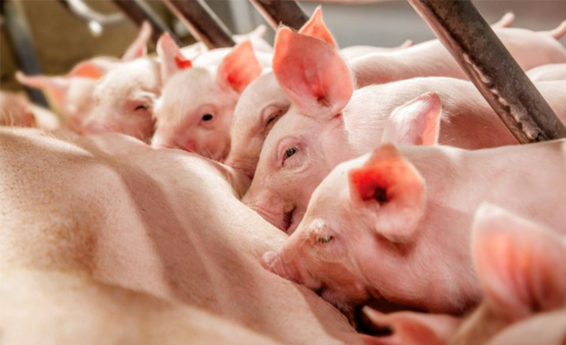 Con số may mắn tuổi Hợi ng&agrave;y 9/9/2023