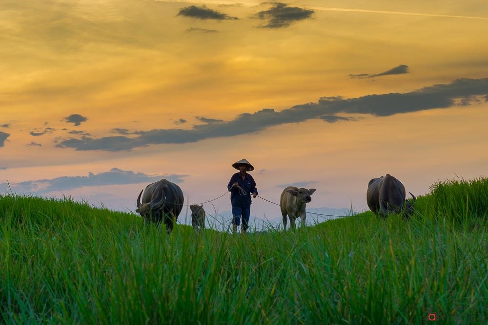 Tử vi ng&agrave;y 9 th&aacute;ng 9 tuổi Sửu