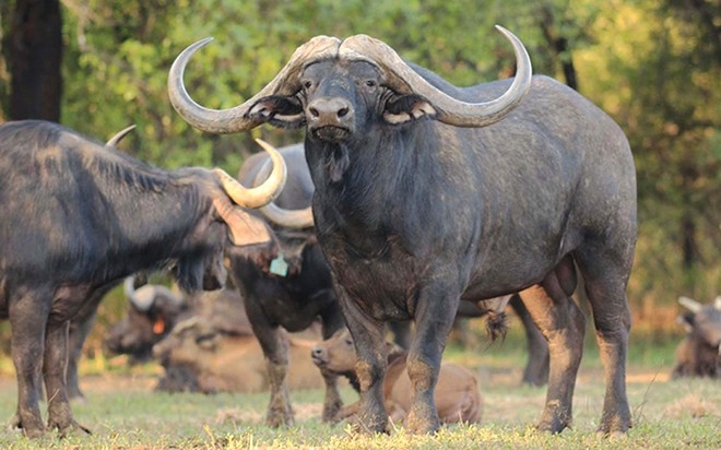 Tử vi ng&agrave;y 11 th&aacute;ng 9 tuổi Sửu