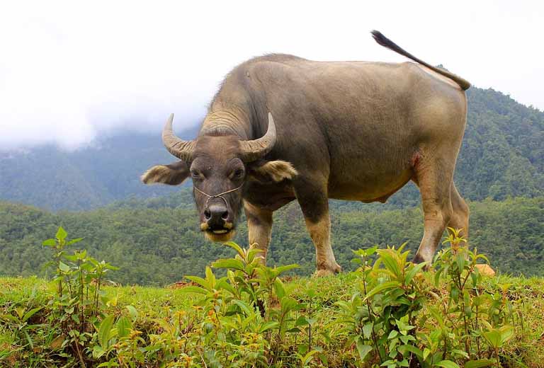 Tử vi tuổi Sửu tuần mới (11/9 - 17/9)