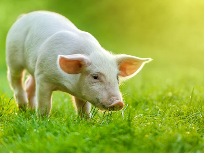 Tử vi ng&agrave;y 12 th&aacute;ng 9 tuổi Hợi