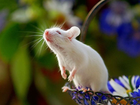 Tử vi ng&agrave;y 30 th&aacute;ng 9 tuổi T&yacute;