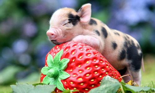 Tử vi ng&agrave;y 30 th&aacute;ng 9 tuổi Hợi