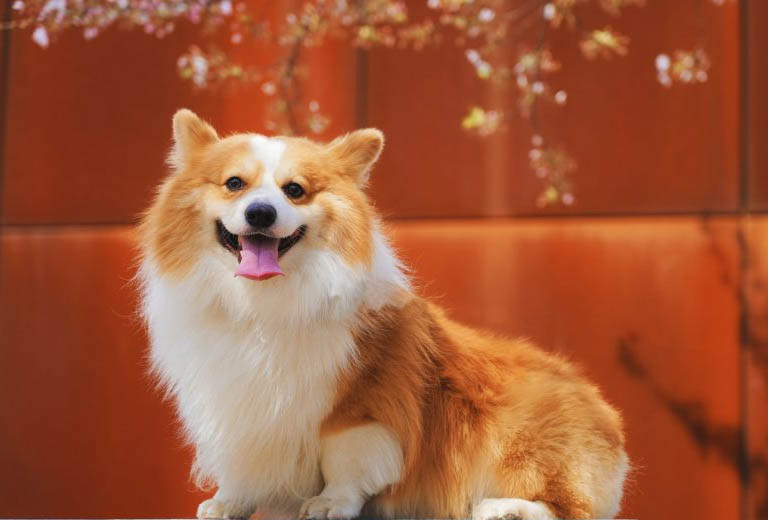 Tử vi ngày 3 tháng 10 tuổi Tuất