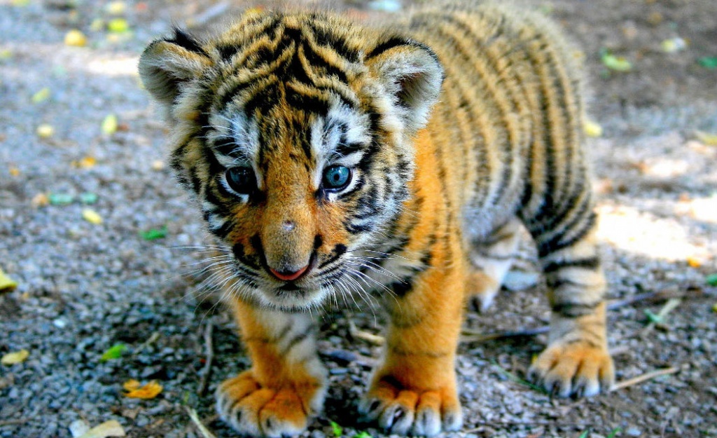 Con số may mắn tuổi Dần ng&agrave;y 14/10/2023