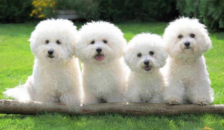 Con số may mắn tuổi Tuất ng&agrave;y 18/10/2023